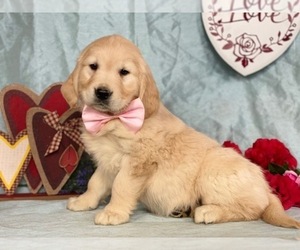 Golden Retriever Puppy for sale in LANCASTER, PA, USA