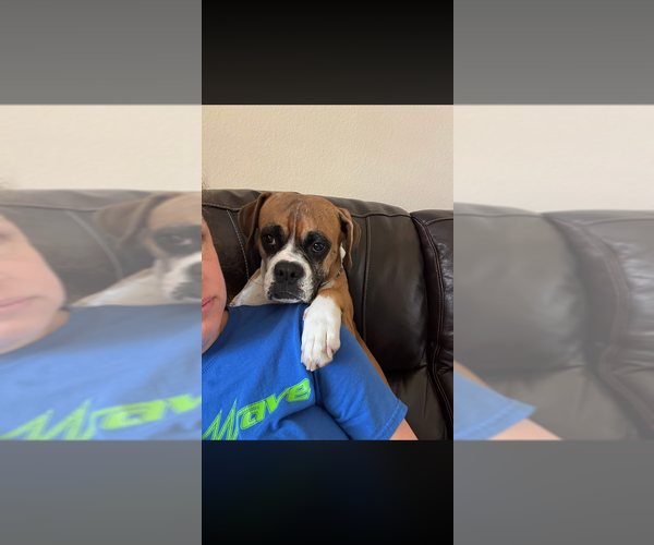 Medium Photo #3 Boxer Puppy For Sale in Austin, TX, USA