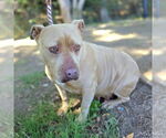 Small American Pit Bull Terrier Mix