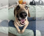 Small #1 Catahoula Leopard Dog-German Shepherd Dog Mix