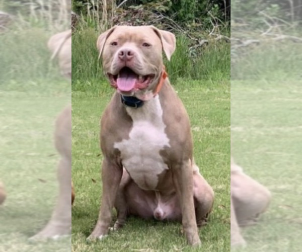 Medium Photo #15 American Bulldog Puppy For Sale in MACON, GA, USA