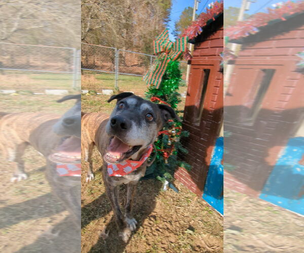 Medium Photo #13 Mutt Puppy For Sale in Calhoun, GA, USA