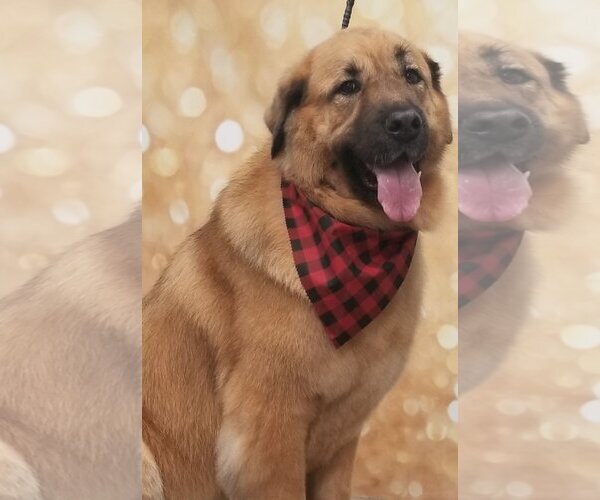 Medium Photo #1 Mutt Puppy For Sale in COLUMBIA, MD, USA