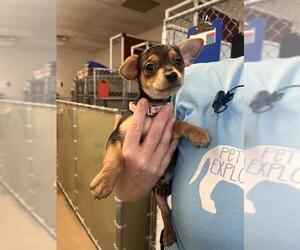 Chihuahua Dogs for adoption in Fort Wayne, IN, USA