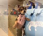 Small Chihuahua