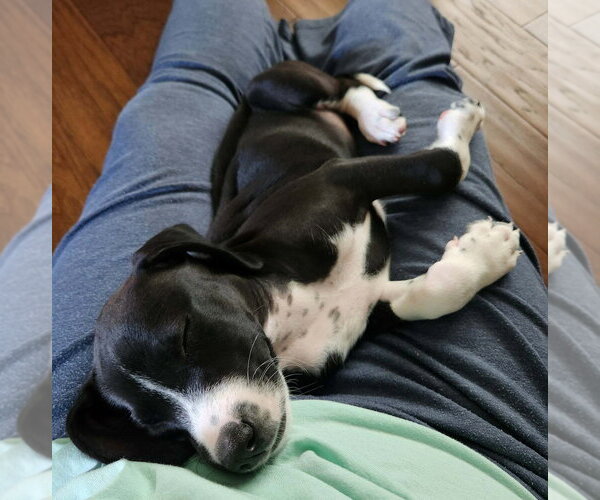 Medium Photo #3 Mutt Puppy For Sale in Springdale, PA, USA