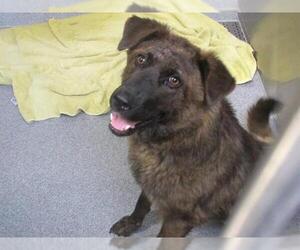 German Shepherd Dog-Unknown Mix Dogs for adoption in Orange, CA, USA
