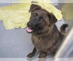 Small German Shepherd Dog Mix