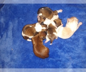 Morkie-Yorkshire Terrier Mix Puppy for sale in WOBURN, MA, USA