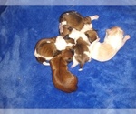 Image preview for Ad Listing. Nickname: Litter of 5