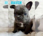 Puppy Raven French Bulldog