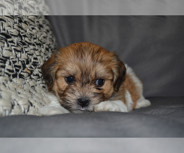 Medium Photo #4 Mal-Shi Puppy For Sale in GREENWOOD, WI, USA