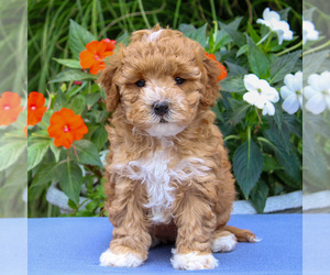 Cavapoo Puppy for sale in EAST EARL, PA, USA