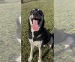 FINN - Male German Shepherd Dog Dog for Adoption - Small photo