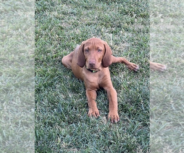 Medium Photo #1 Vizsla Puppy For Sale in CANBY, OR, USA