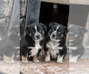 Texas Heeler Puppy for sale in PELKIE, MI, USA