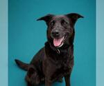 Small #2 Labrador Retriever Mix