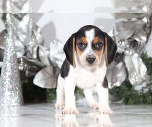Beagle Puppy for sale in MOUNT VERNON, OH, USA
