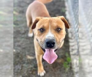 American Pit Bull Terrier-Unknown Mix Dogs for adoption in Riverside, CA, USA