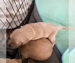 Small Photo #12 Golden Retriever Puppy For Sale in RADCLIFF, KY, USA