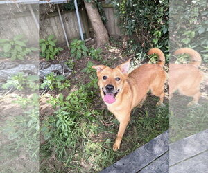 Blair - Female Golden Retriever-Unknown Mix Dog for Adoption - Photo #2