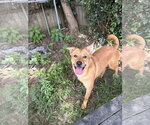 Small #1 Golden Retriever Mix