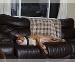 Small #3 American Bulldog Mix