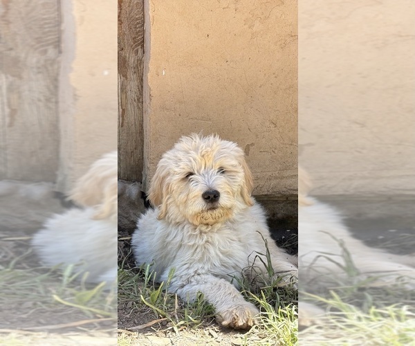 Medium Photo #10 Goldendoodle Puppy For Sale in VALLEY CENTER, CA, USA