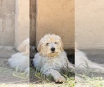 Small #9 Goldendoodle