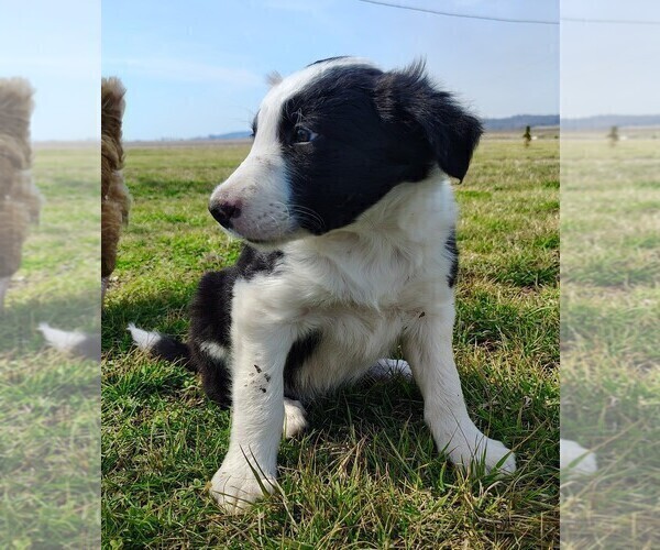 Medium Photo #6 Border Collie Puppy For Sale in NORBORNE, MO, USA