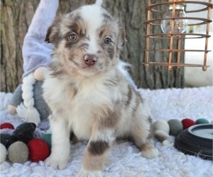 Australian Shepherd Puppy for sale in HONEY BROOK, PA, USA