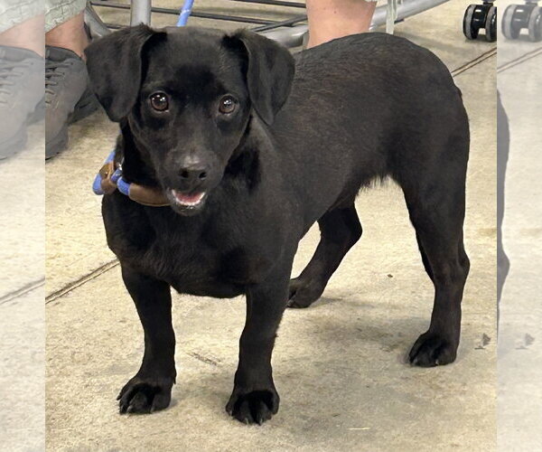 Medium Photo #1 Dachshund-Unknown Mix Puppy For Sale in Batavia, OH, USA