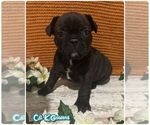 Small #1 French Bulldog