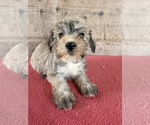 Litter of 8 - Male(s) and Female(s) Schnauzer (Miniature)Litter of Puppies for Sale - Photo #22