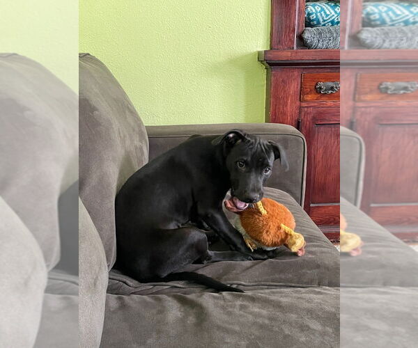 Medium Photo #3 American Pit Bull Terrier Puppy For Sale in Minneapolis, MN, USA