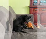 Small #2 American Pit Bull Terrier