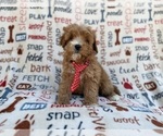 Small #1 Cavapoo (Miniature)