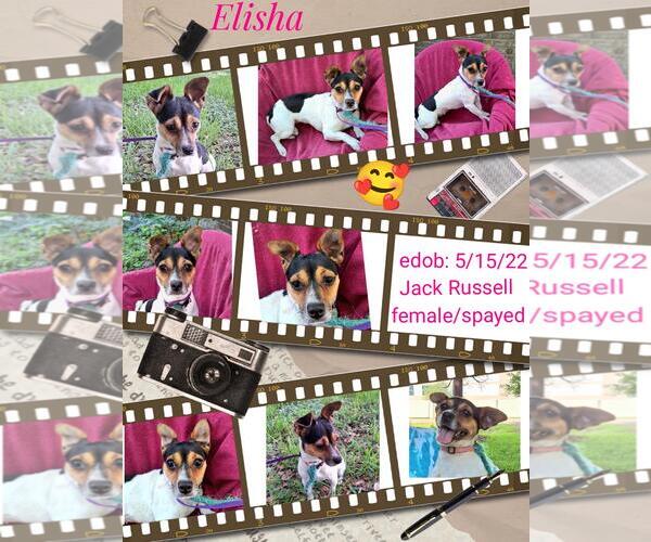 Medium Photo #1 Jack Russell Terrier-Unknown Mix Puppy For Sale in Missouri City, TX, USA