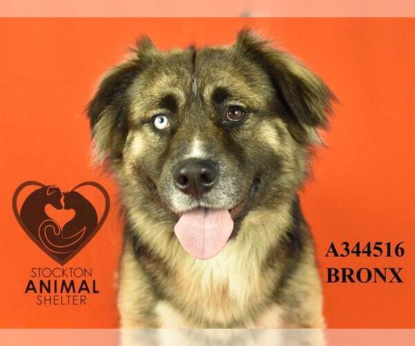 Medium Photo #1 German Shepherd Dog Puppy For Sale in Stockton, CA, USA
