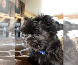 Mi-Ki Puppy for sale in LITTLE SUAMICO, WI, USA