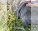 Small Photo #26 Great Dane Puppy For Sale in PINNACLE, NC, USA