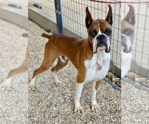 Boxer Dogs for adoption in Austin, TX, USA