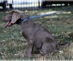 Small Photo #5 Labrador Retriever Puppy For Sale in DANVILLE, PA, USA