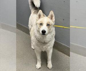 Siberian Husky-Unknown Mix Dogs for adoption in Las Vegas, NV, USA