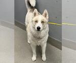 Small Siberian Husky Mix