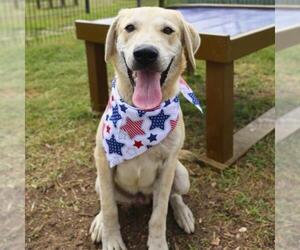 Labrador Retriever-Unknown Mix Dogs for adoption in San Antonio, TX, USA