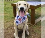 Small Labrador Retriever Mix