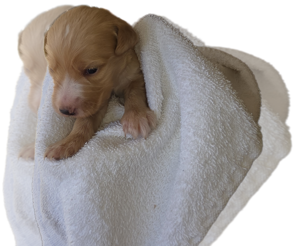 Medium Photo #3 Labradoodle Puppy For Sale in ALBUQUERQUE, NM, USA