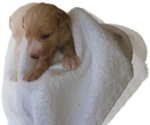 Small #2 Labradoodle