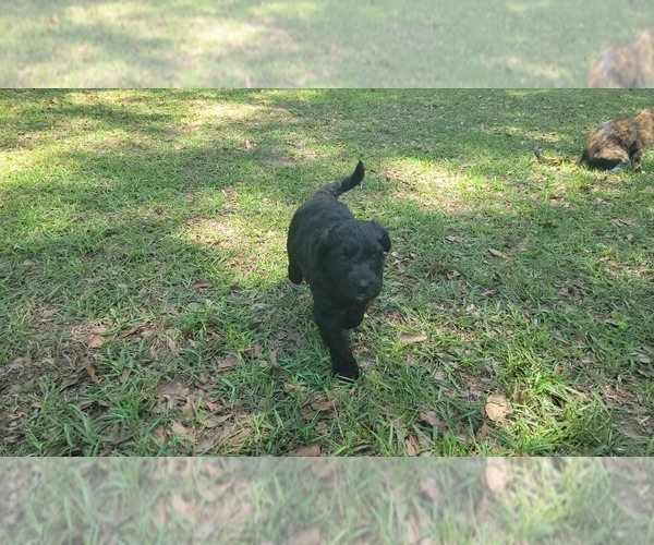 Medium Photo #3 Aussiedoodle Puppy For Sale in CONWAY, SC, USA
